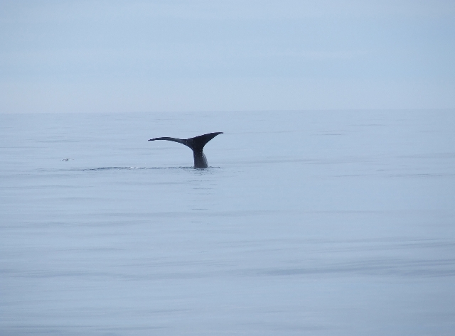 90 Diving Whale 4.JPG - Three Seconds